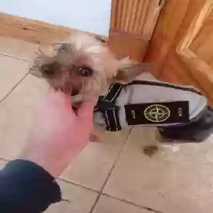 adoptable Dog in Bradford, England named Teddy
