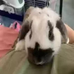 adoptable  in Chelmsford, England named Matcha
