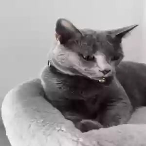 adoptable Cat in Bristol, England named Unknown