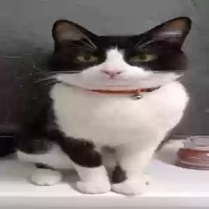 adoptable Cat in Portsmouth, England named Coco