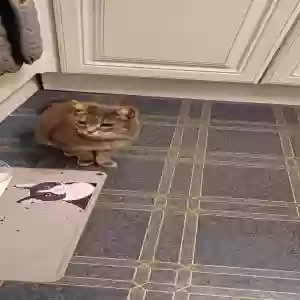 adoptable Cat in Portsmouth, England named Missy