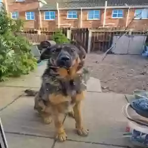 adoptable Dog in , Northern Ireland named Storie