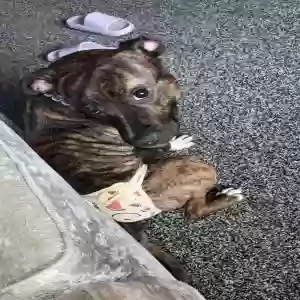 adoptable Dog in , Scotland named Daisy