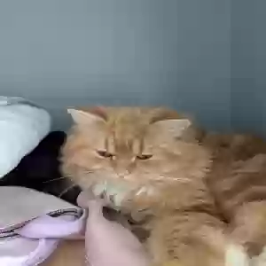 adoptable Cat in Portsmouth, England named Cosmos