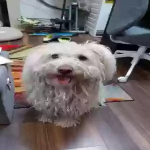 adoptable Dog in London, England named Starbug
