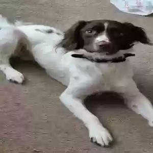 adoptable Dog in Dundee, Scotland named Ozzy