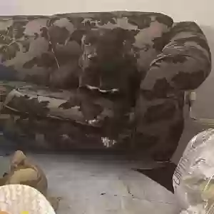 adoptable Dog in Canterbury, England named Caine