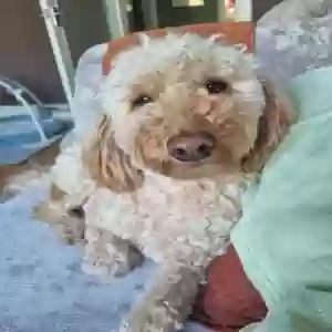 adoptable Dog in , Scotland named Unknown