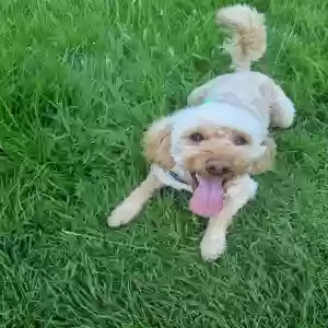 images/pets/original/2682_actual_three.webp