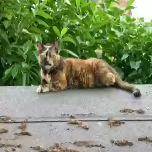 adoptable Cat in York, England named Tilly