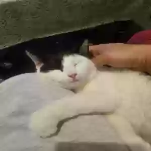adoptable Cat in Leeds, England named Polly