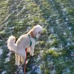 adoptable Dog in Peterborough, England named Max