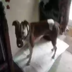 adoptable Dog in Oxford, England named Wookie
