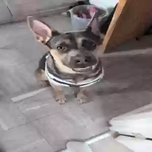 adoptable Dog in Brighton & Hove, England named Hades