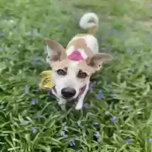 adoptable Dog in London, England named Bambi