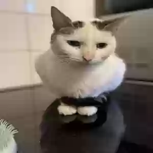 adoptable Cat in Portsmouth, England named Aries