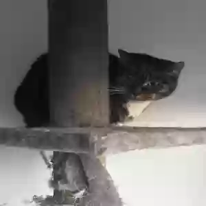 adoptable Cat in Portsmouth, England named Teddy