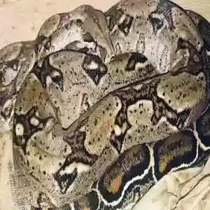 adoptable Reptile in Southampton, England named Flo