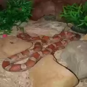 adoptable Reptile in Newcastle Upon Tyne, England named Sydney