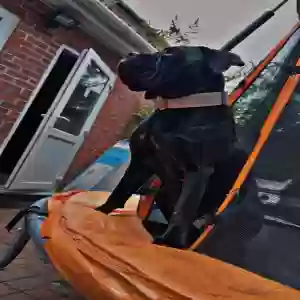 adoptable Dog in Derby, England named Jet