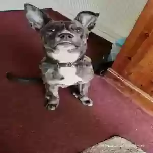 adoptable Dog in Lichfield, England named brindle