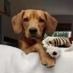 adoptable Dog in Gloucester, England named Maverick