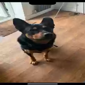 adoptable Dog in Leeds, England named Rex