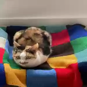 adoptable Cat in , Wales named Poppy
