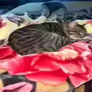 adoptable Cat in London, England named Milo
