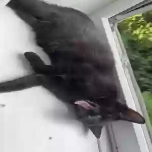 adoptable Cat in London, England named Kitty