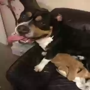 adoptable Dog in , Wales named Griff