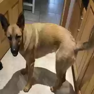adoptable Dog in , Scotland named Kiera