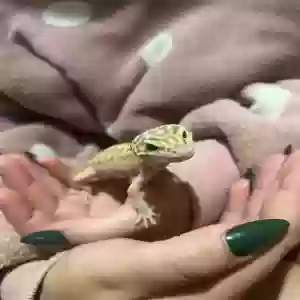 adoptable Reptile in Salisbury, England named Peaches