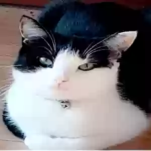 adoptable Cat in , Northern Ireland named Teenie