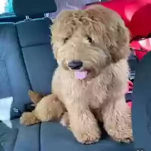 adoptable Dog in , Scotland named Teddy
