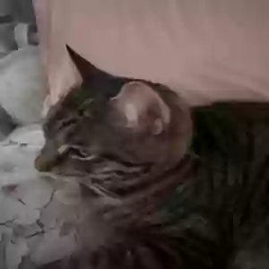 adoptable Cat in Portsmouth, England named bruno