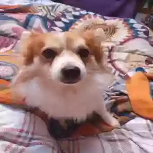 adoptable Dog in Newcastle Upon Tyne, England named Robbie