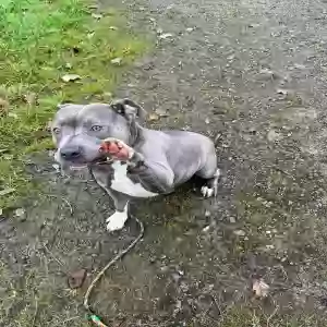 adoptable Dog in , Wales named Sky