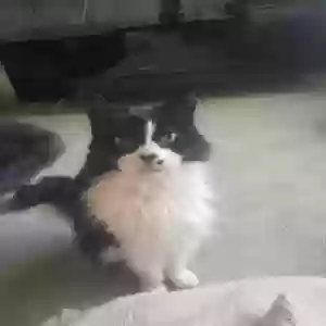 adoptable Cat in Portsmouth, England named Uno
