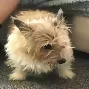 adoptable Dog in Chelmsford, England named Unknown