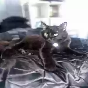 images/pets/original/2764_actual_two.webp