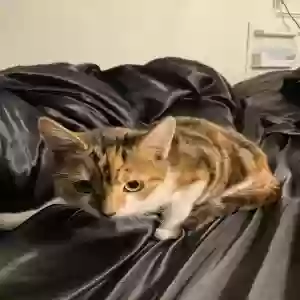 adoptable Cat in London, England named Aura
