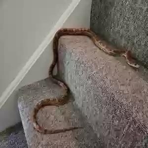 adoptable Reptile in , England named Rio