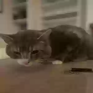 adoptable Cat in Portsmouth, England named Gandalf