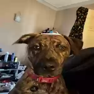 adoptable Dog in , Scotland named Skylar