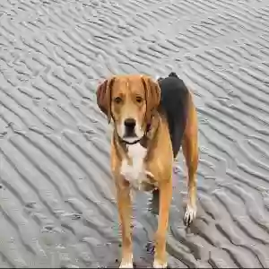 adoptable Dog in , Northern Ireland named Reuben