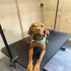 adoptable Dog in , Northern Ireland named Unknown