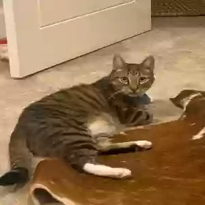 adoptable Cat in Portsmouth, England named Jack