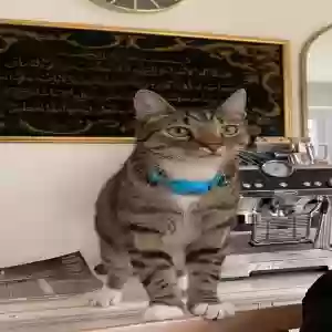 images/pets/original/2783_actual_two.webp