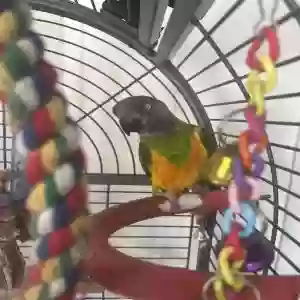 adoptable Bird in , England named Max